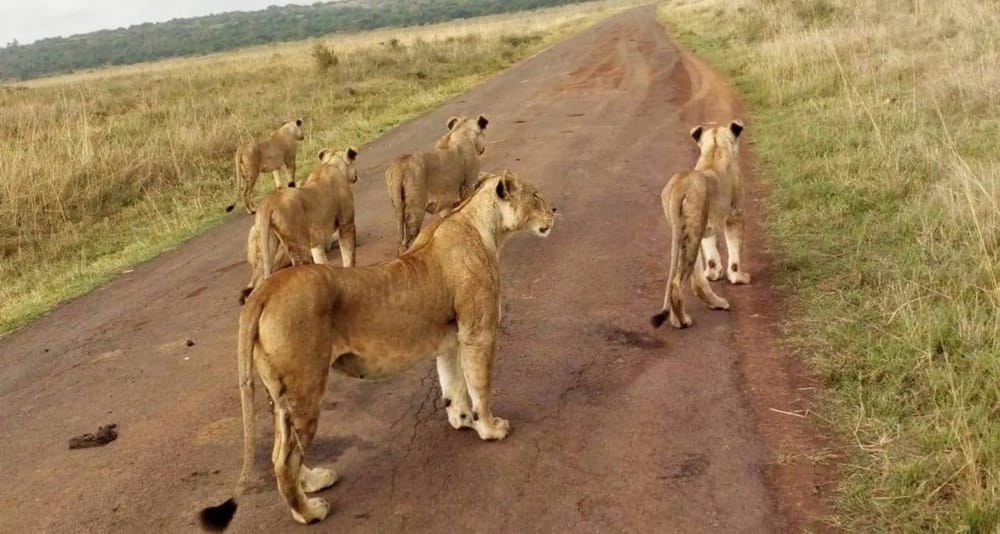 Guided game drive