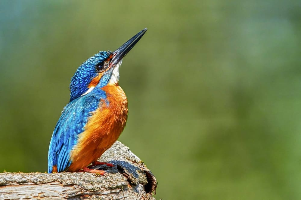 Colourful bird in the park