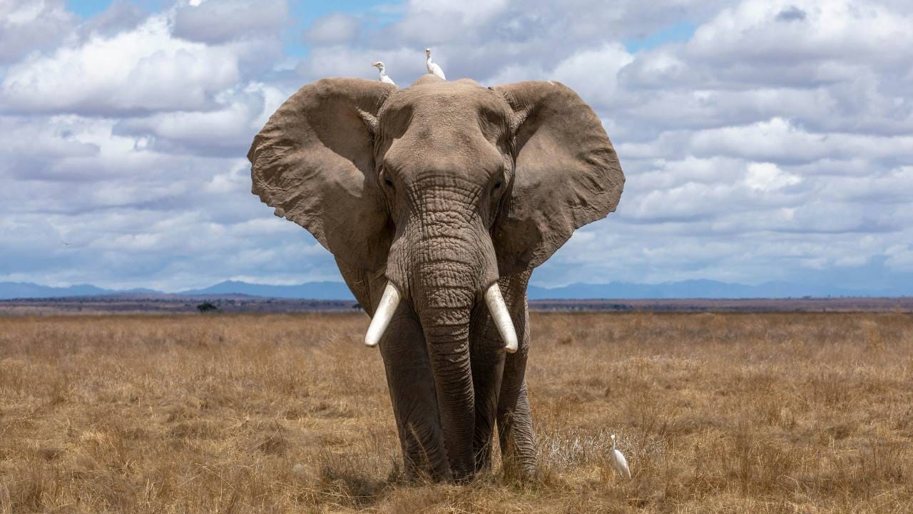 Elephants on the savannah